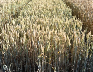 Озимая пшеница сорта "Алексеич"