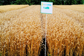 Озимая пшеница сорта "Таня"