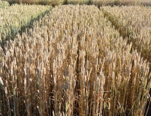 Озимая пшеница Безостая 100